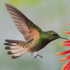 Colibri flavescent