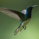 Colibri jacobin