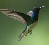 Colibri jacobin