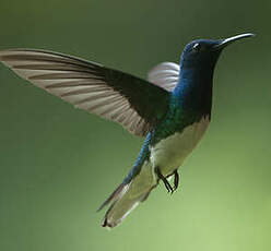 Colibri jacobin