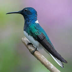 Colibri jacobin