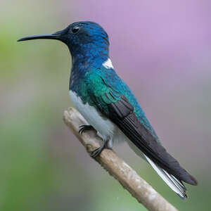 Colibri jacobin