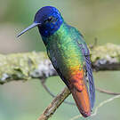 Colibri oenone