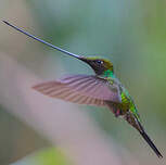 Colibri porte-épée