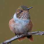 Colibri scintillant