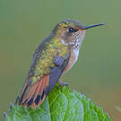 Colibri scintillant