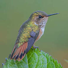 Colibri scintillant