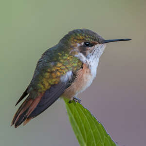 Colibri scintillant