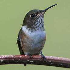 Colibri scintillant