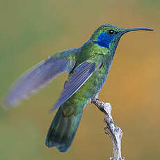 Colibri thalassin