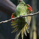 Conure de Finsch