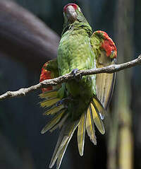 Conure de Finsch