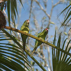 Conure de Finsch