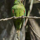 Conure de Finsch