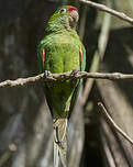 Conure de Finsch