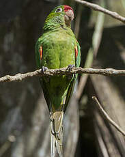 Conure de Finsch