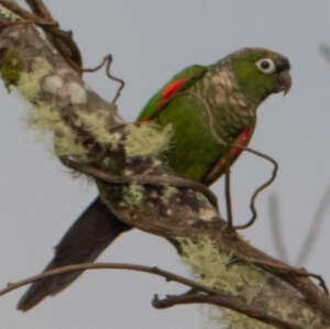 Conure de Souancé