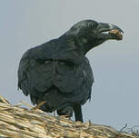 Corbeau à queue courte