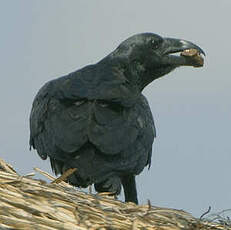 Corbeau à queue courte