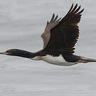 Cormoran de Bougainville