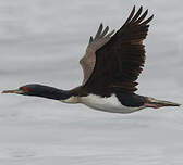 Cormoran de Bougainville