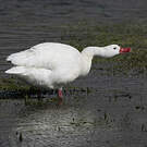 Coscoroba blanc