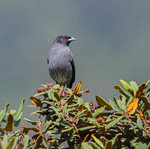 Cotinga à huppe rouge