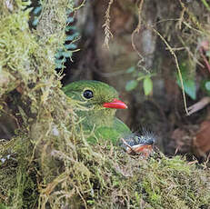 Cotinga vert et noir