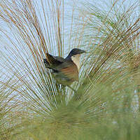 Coucal à nuque bleue