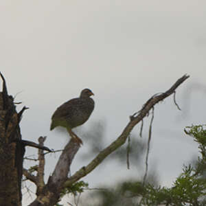 Francolin à bec jaune