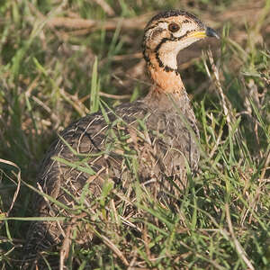 Francolin coqui