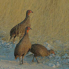 Francolin de Swainson