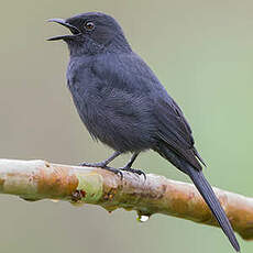 Gobemouche drongo