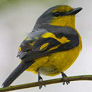 Grand Minivet