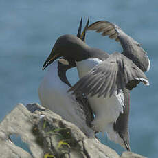 Guillemot de Troïl