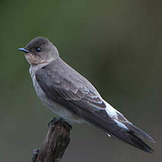 Hirondelle à gorge rousse