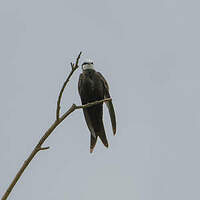 Hirondelle à tête blanche