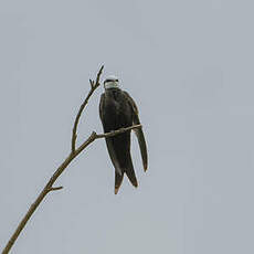 Hirondelle à tête blanche