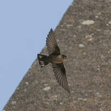 Hirondelle de rochers