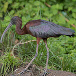 Ibis falcinelle