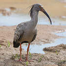 Ibis plombé
