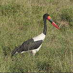 Jabiru d'Afrique