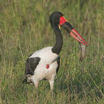 Jabiru d'Afrique