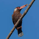 Jacamar oreillard