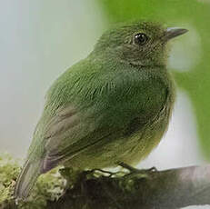 Manakin à tête bleue