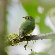 Manakin à tête bleue