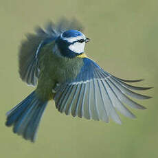 Mésange bleue