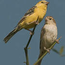 Moineau doré