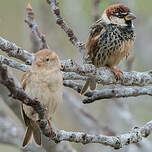 Moineau espagnol