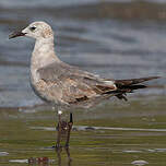 Mouette atricille